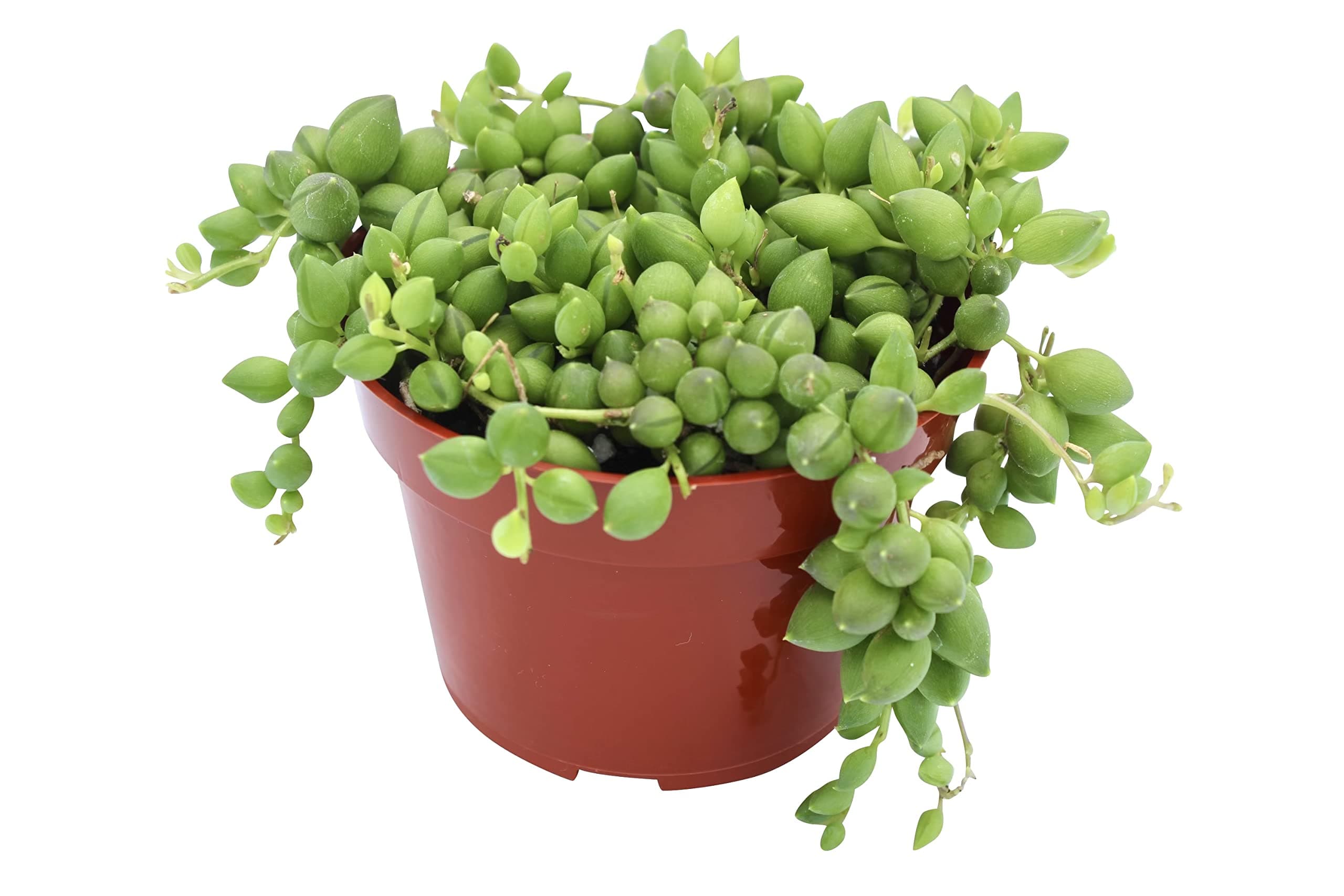 Live Succulent 4" String of Tears, Succulents Plants Live, Succulent Plants Fully Rooted, House Plant for Home Office Decoration, DIY Projects, Party Favor Gift by The Succulent Cult