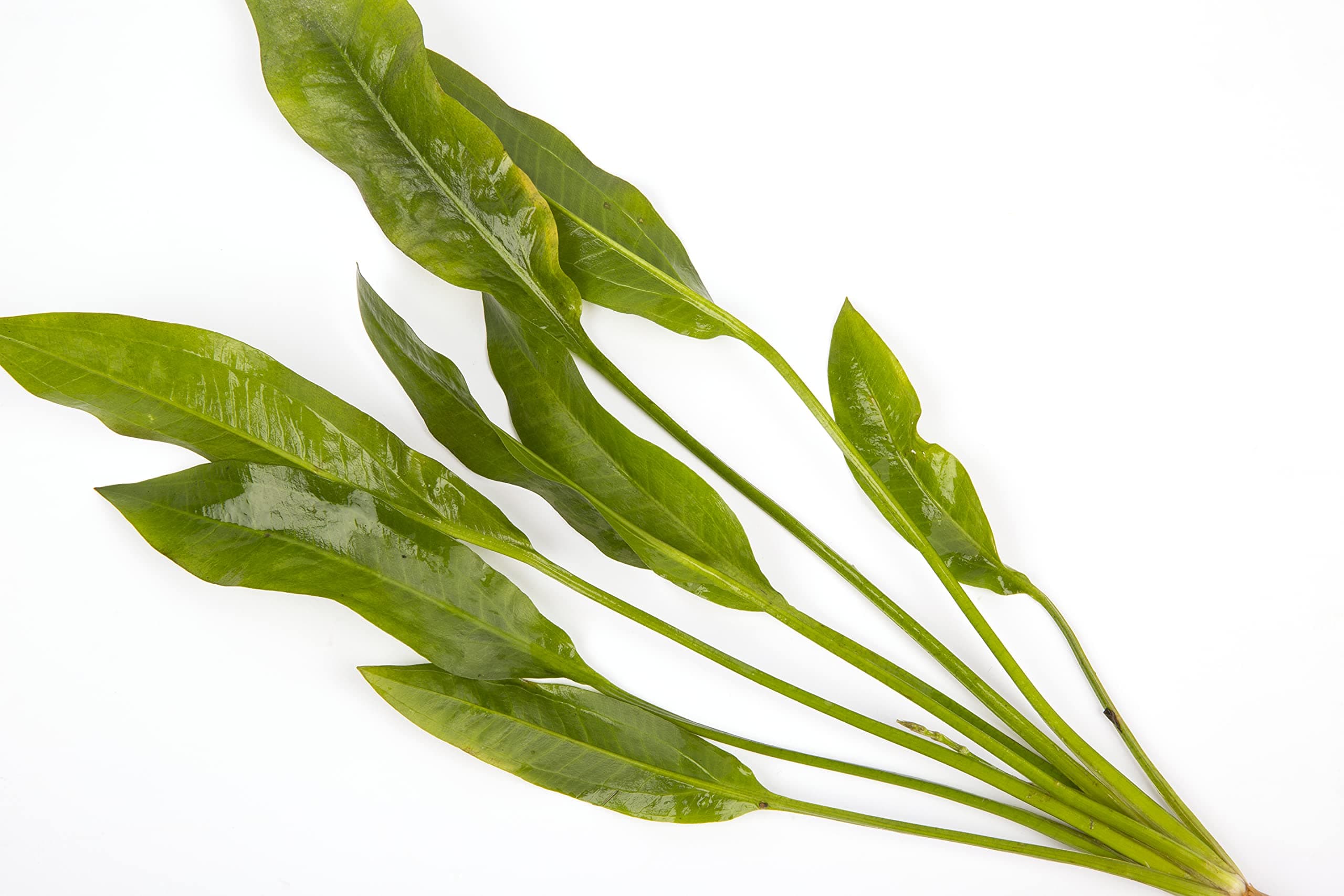 10 x Amazon Sword Plants Echinodorus Bleheri Live Aquarium Plants