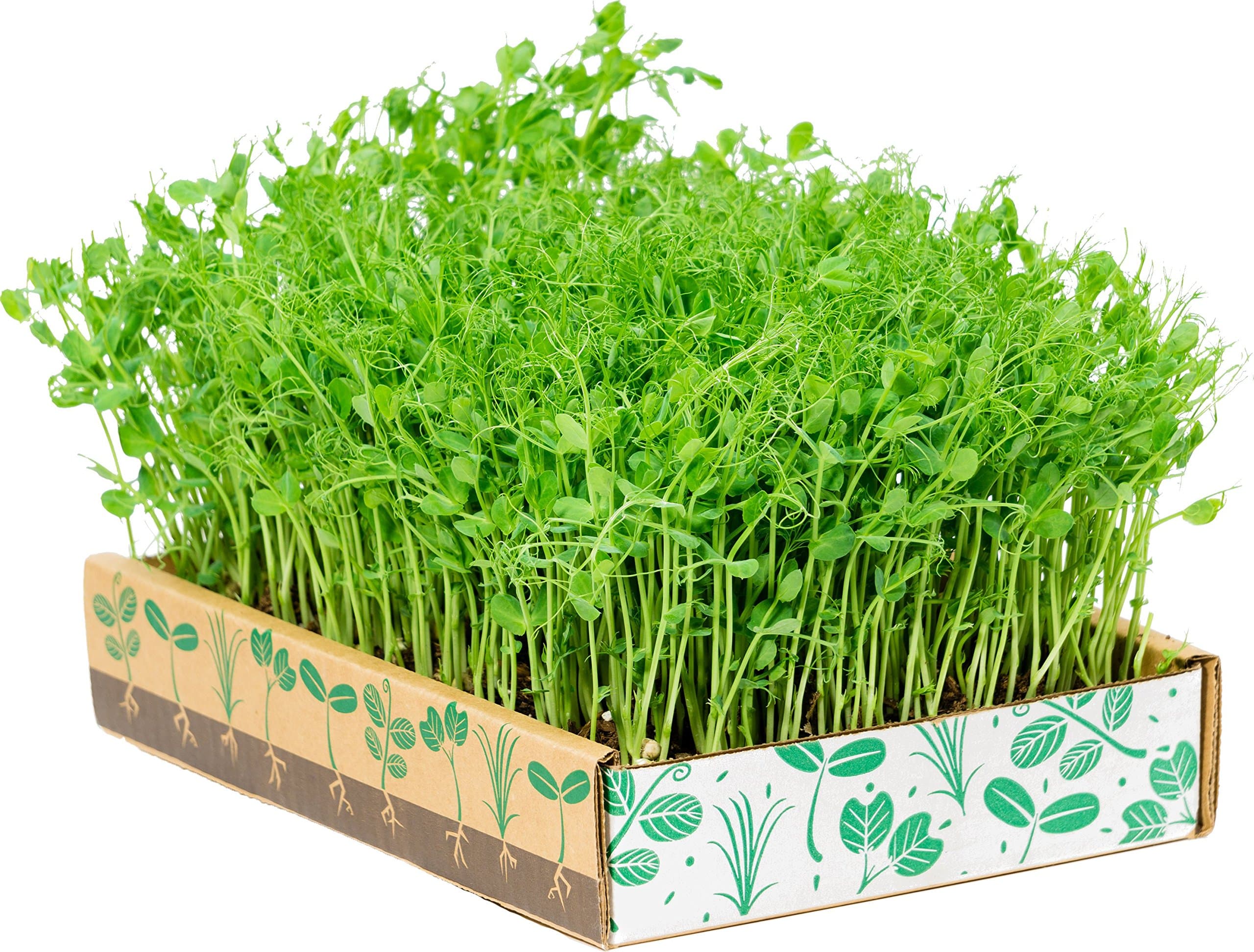 The Simply Good Box by Home Greens - The Simplest Way to Grow Amazing Microgreens