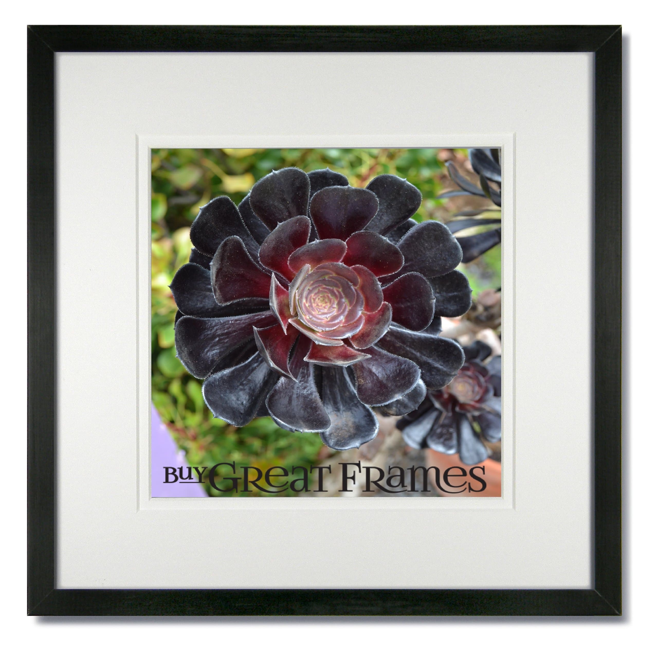 One 16x16 Square Black Wood Picture Frame and Clear Glass with White/White Double Mat for 12x12